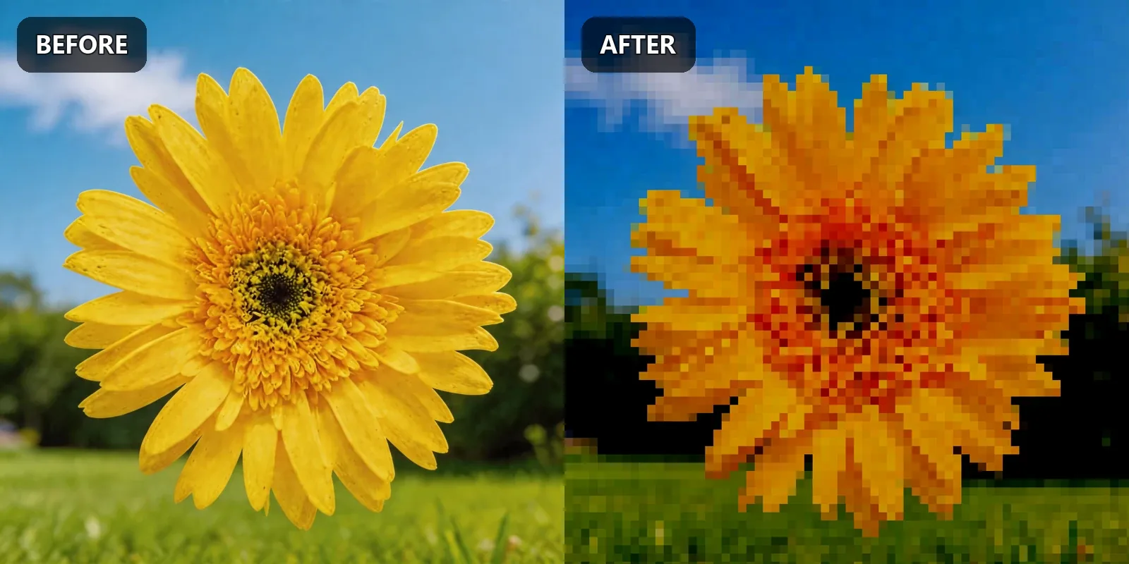 Sunflower before and after pixel art conversion